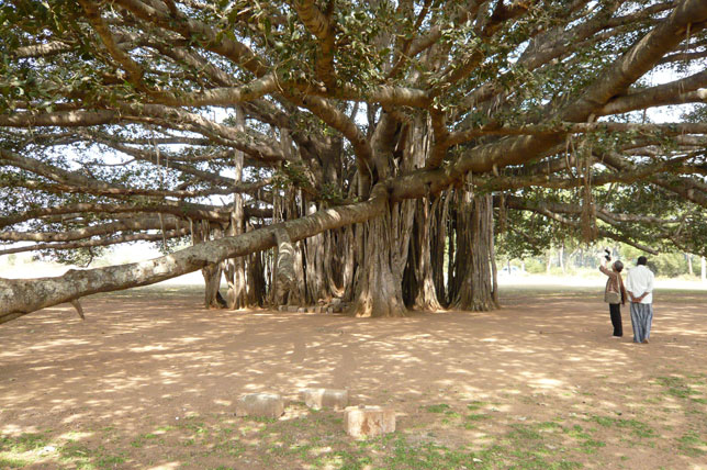 Grösster Baum Südindiens