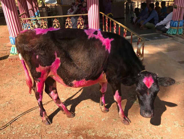 Sonnenwende – Erntedankfest in Indien